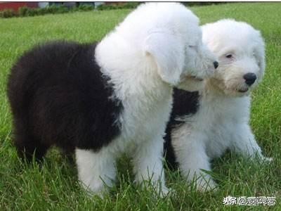 养古牧视频,养古牧一个月多少钱