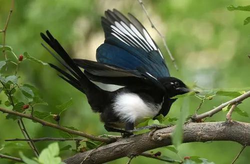 乌鸦和喜鹊的成语,乌鸦和喜鹊是什么时候出现的