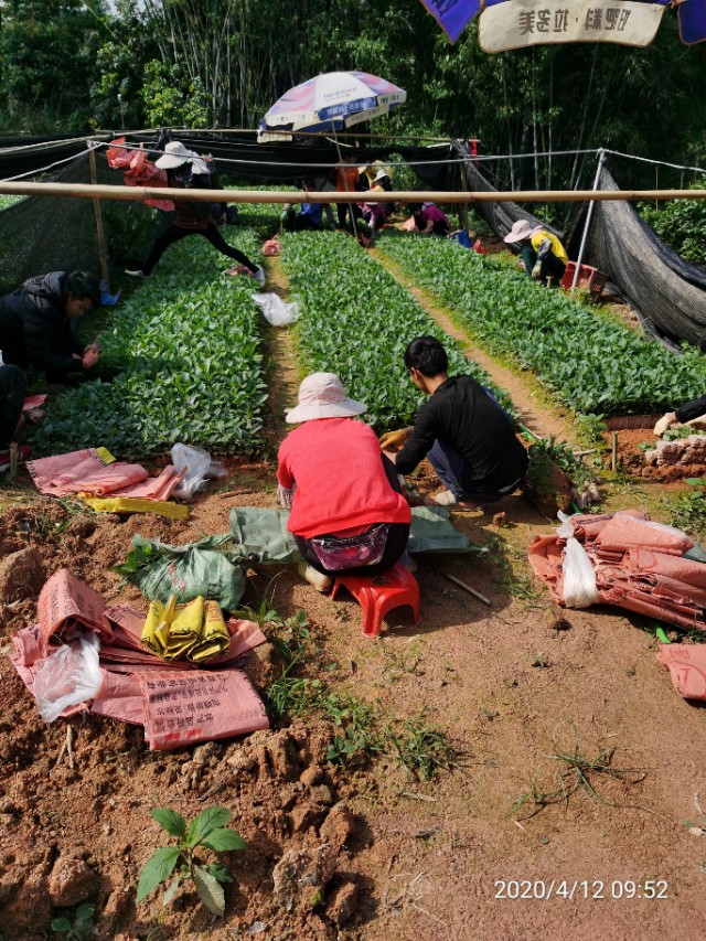 五指毛桃种苗繁殖方法,五指毛桃种苗