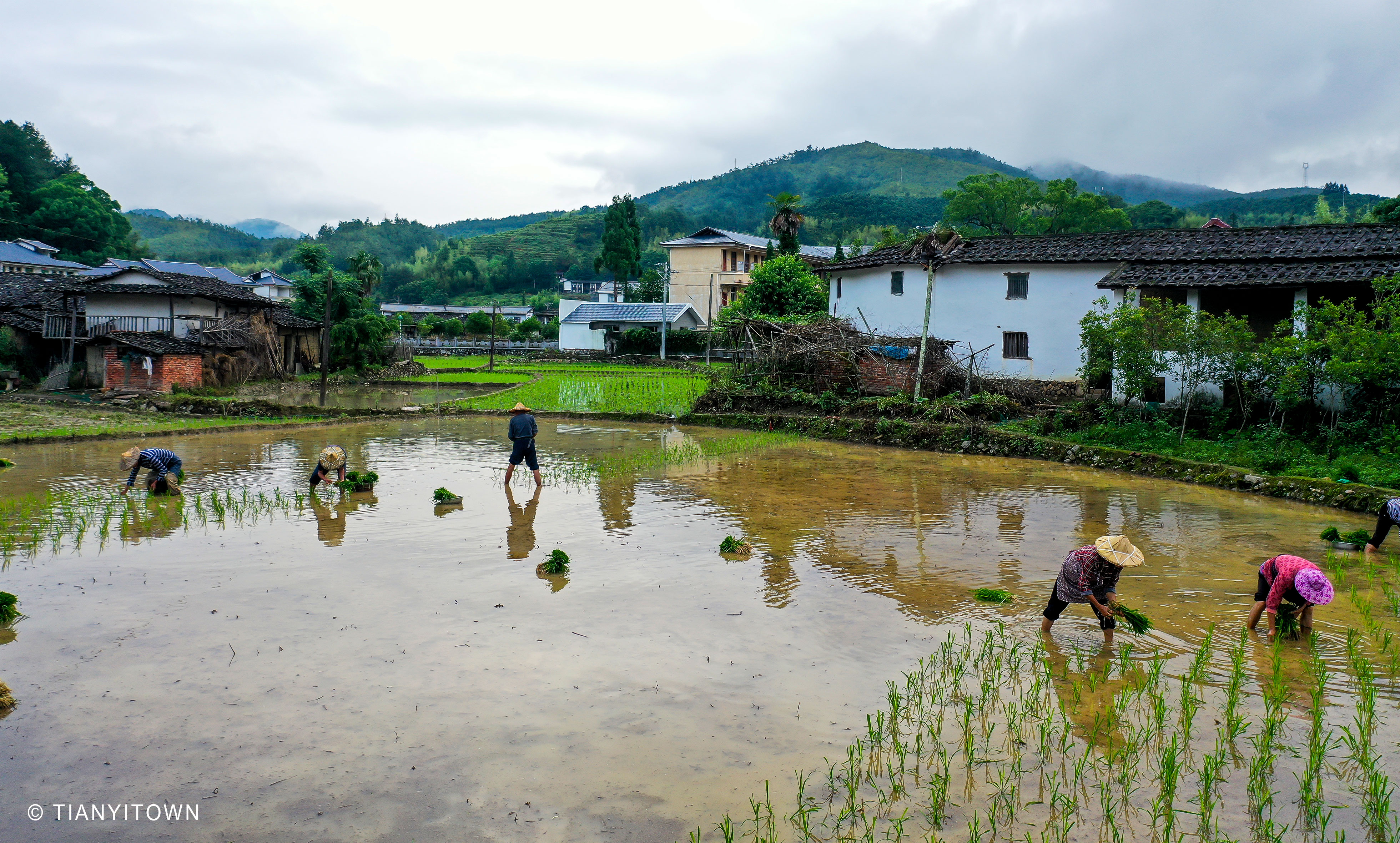 芒种时节播种幸福,芒种一个收获的时节