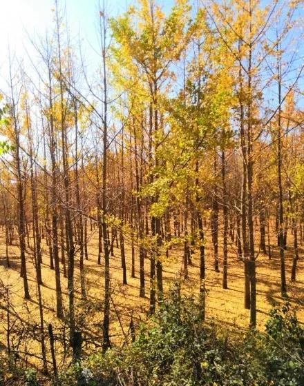 蓝花楹昆明网红打卡地在哪里,昆明周边湿地公园网红打卡地