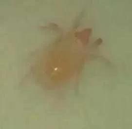 蔬菜害虫最佳防治方法,如何自制杀虫剂防治蔬菜害虫