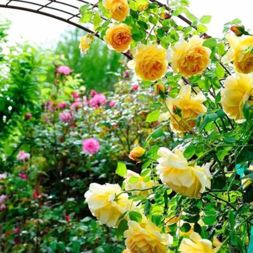 爬藤月季光秃秃的枝条种植,不同品种的爬藤月季怎么做花墙