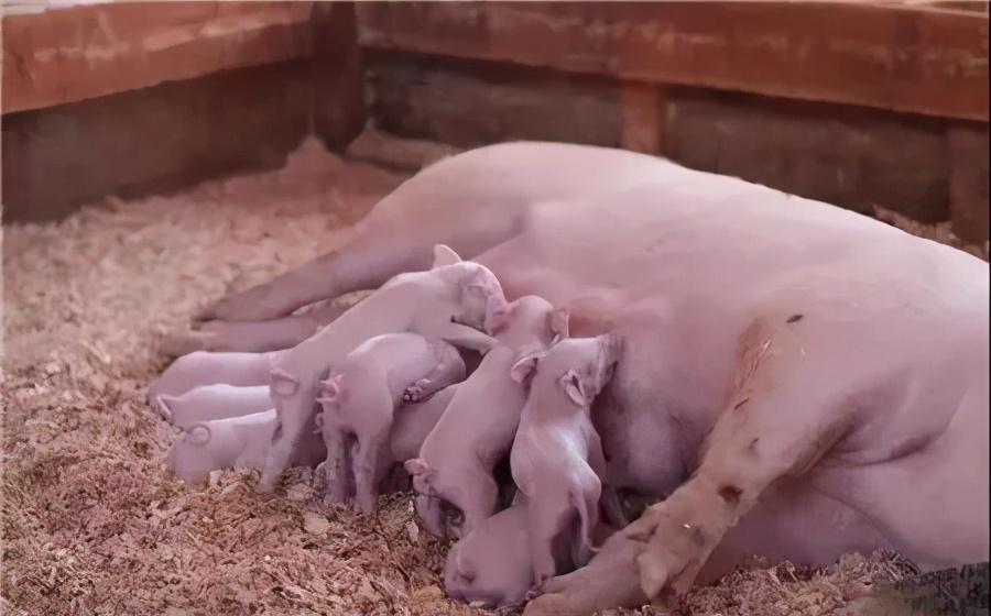 母猪养猪技巧和方法最新,养猪场母猪如何繁育的