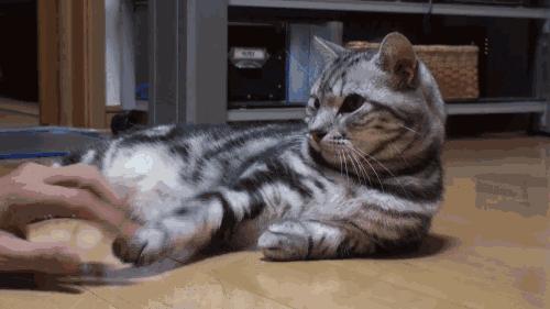 被猫抓伤可能患病的症状,如果被猫抓伤得病是什么症状