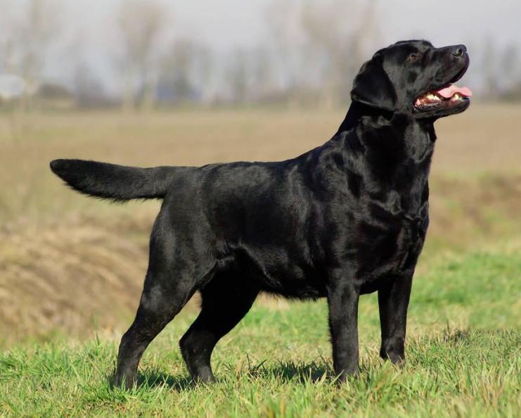 黑色的拉布拉多吃什么狗粮,黑色拉布拉多1-12个月变化图