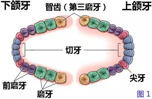 备孕前智齿一定要拔掉吗,正畸一定要拔掉智齿吗