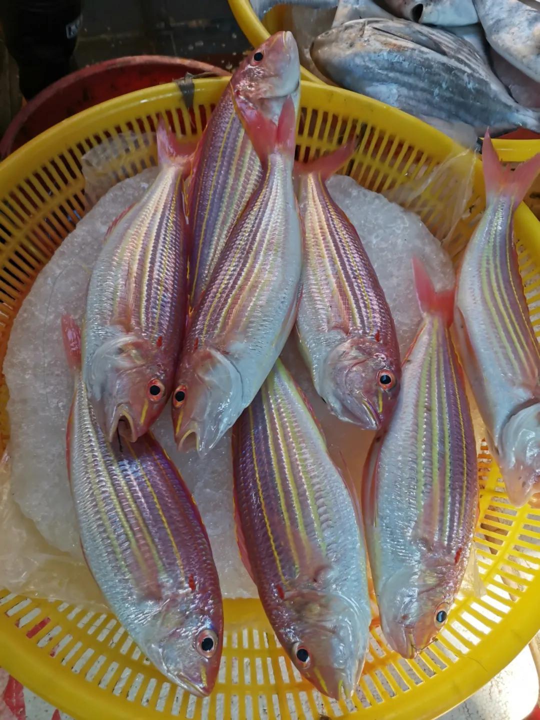 开海季都有什么海鲜,开海了这些生猛海鲜