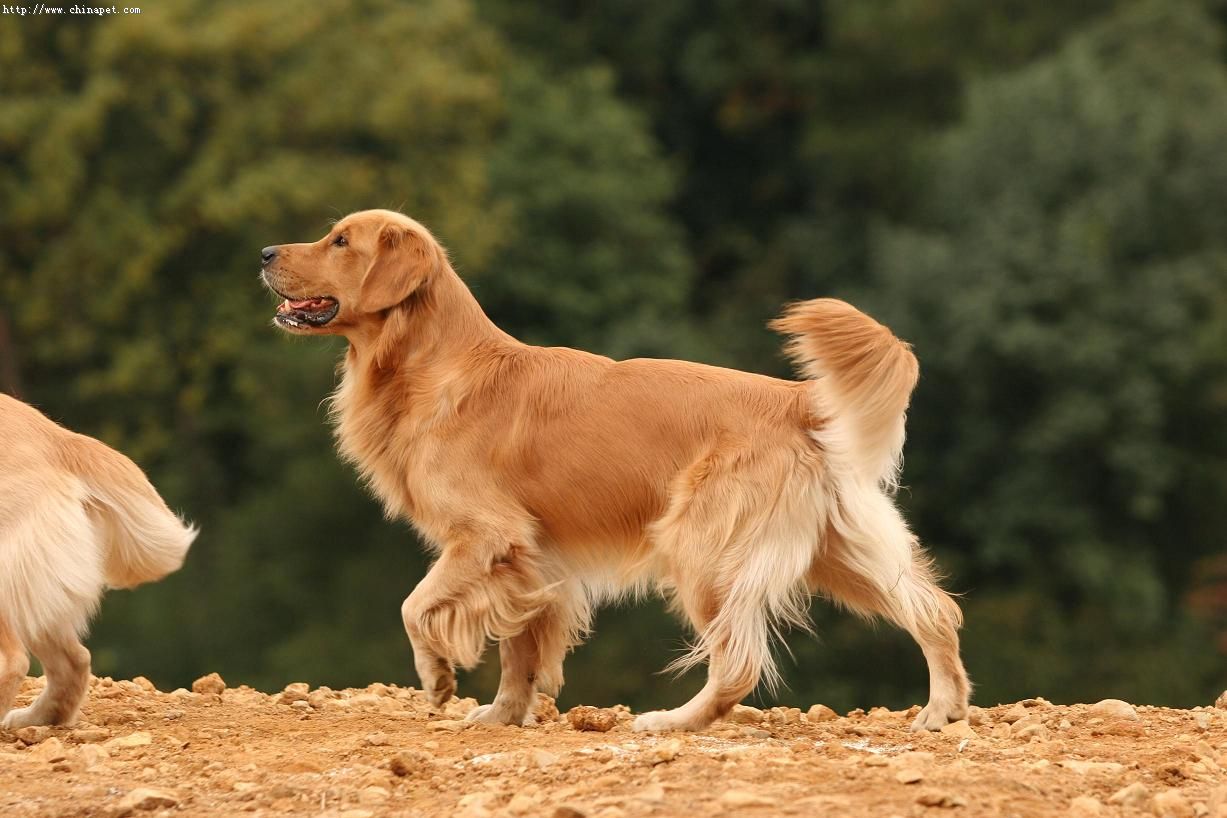 小金毛养多久才会温顺听话,养宠小知识金毛一天尿两次可以吗