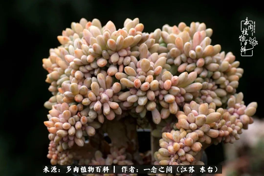 一见多肉误终生,一见多肉误终生从此入了养花坑