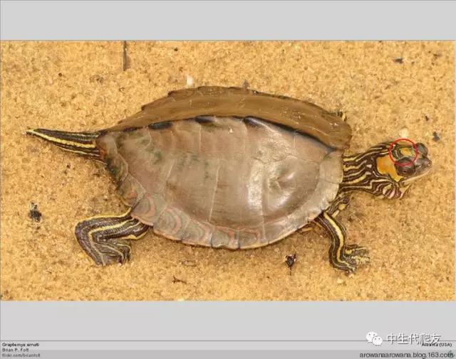 地图龟成体样子,地图龟种类及图解