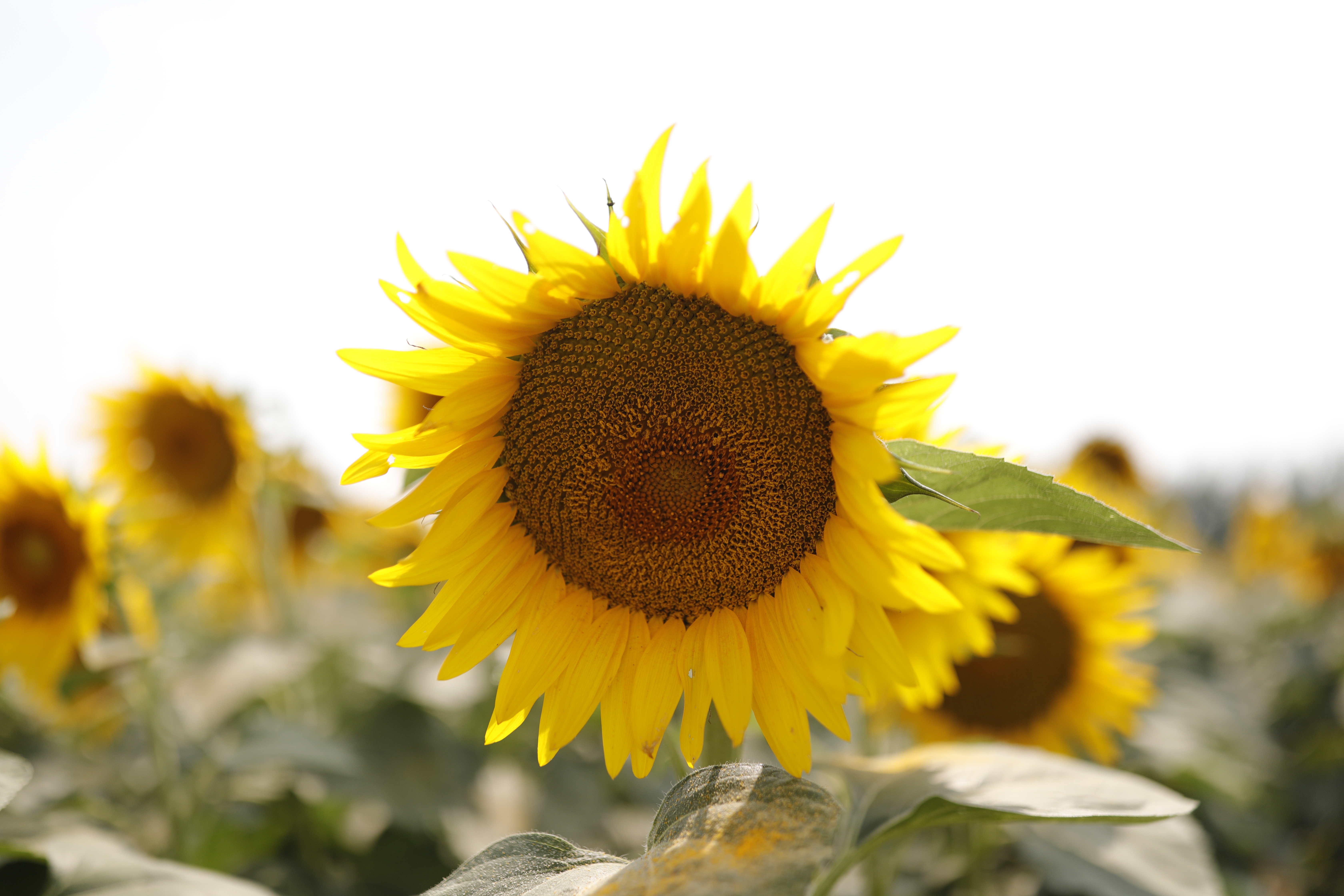 绾㈡潖涔嬩埂,涓浗绾㈡潖涔嬩埂