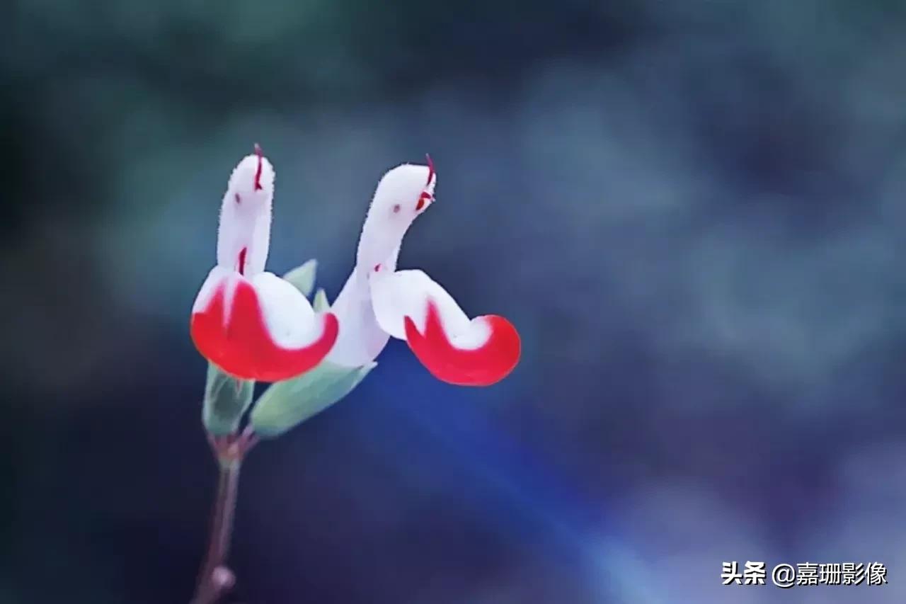 看看花容，听听花语2020年我镜头里的百种花卉