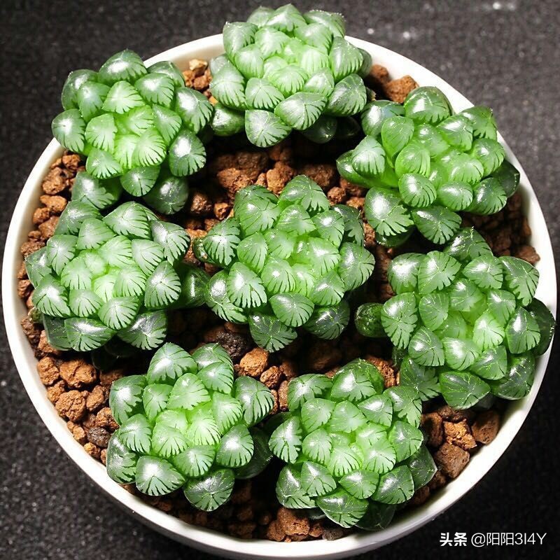 多肉赤腐病处理方法,多肉赤腐病的克星