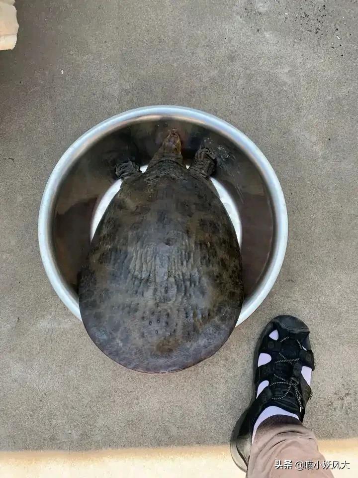 46斤百年巨鳖上岸被捉,百年巨鳖夜晚上岸被活捉