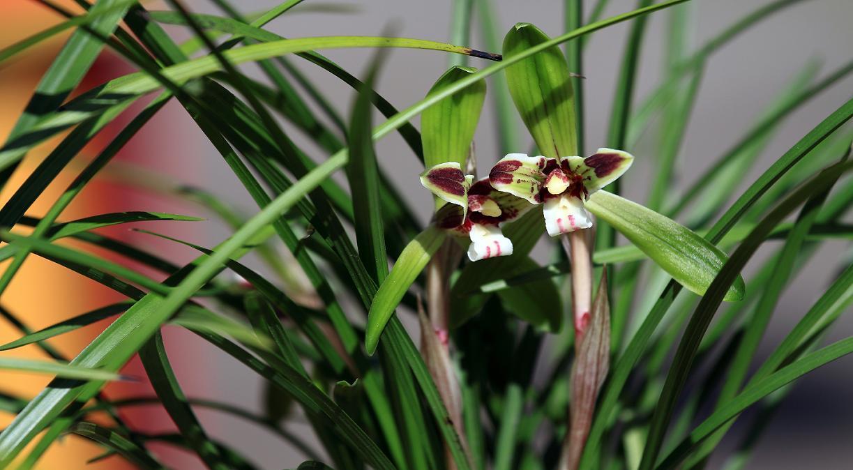 寒兰和春兰花有什么区别,寒兰和春兰区别