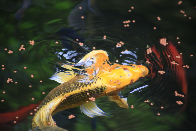 鱼缸水质净化最好的植物,鱼缸里加植物营养液对鱼有害吗