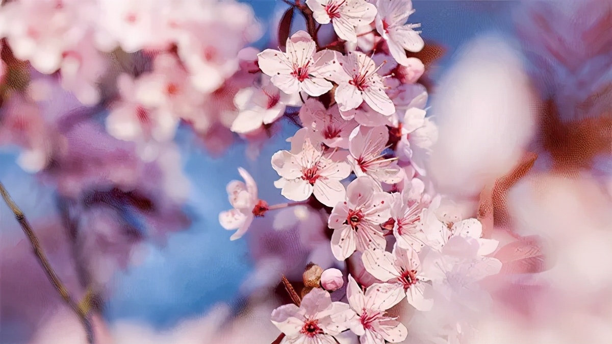 自制皮肤膏的做法大全,专治手足干裂滋润膏