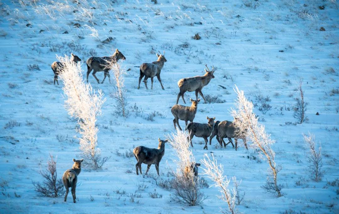 内蒙赤峰热吗,内蒙古赤峰冷不冷