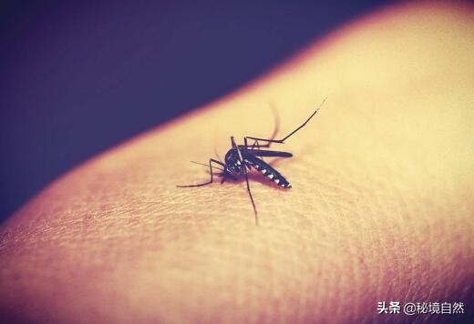 其实最毒的蚊子你被哪种蚊子咬过,被蚊子咬后如何判断是否是毒蚊子
