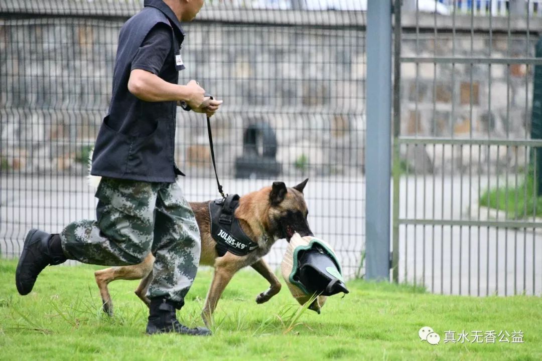 我是一条警犬，我的名字叫马六