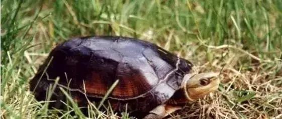 三线闭壳龟和潘氏闭壳龟区别,金头闭壳龟和三线闭壳龟同池