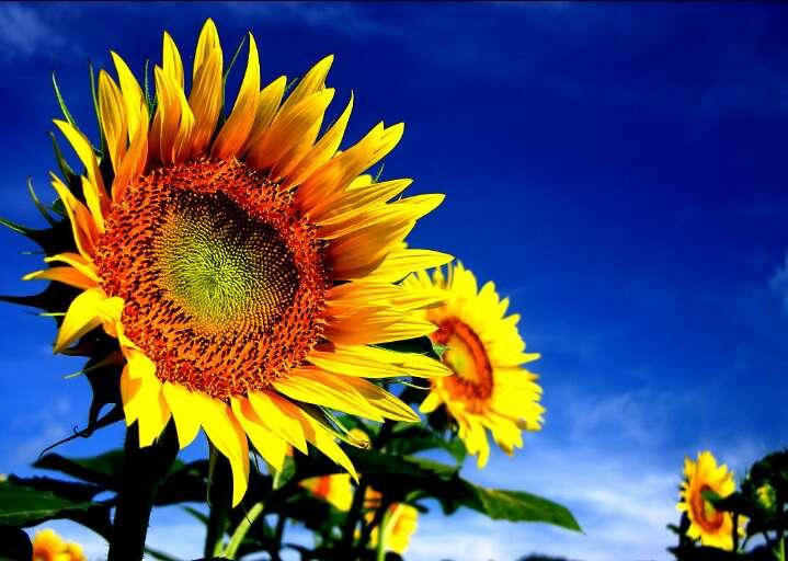 向日葵为什么总是向着太阳开放,向日葵为什么总是面对着太阳