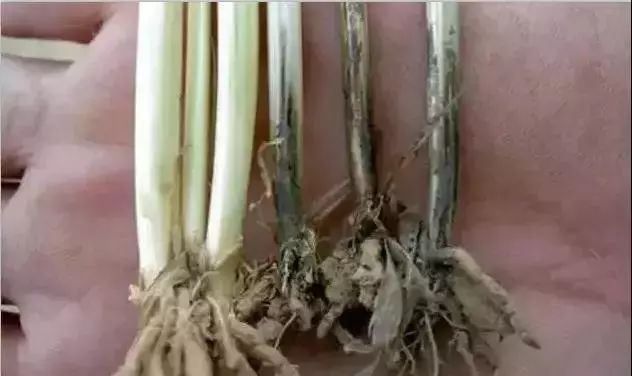 小麦发黄死苗烂根是被什么虫咬,小麦种早了死苗怎么办