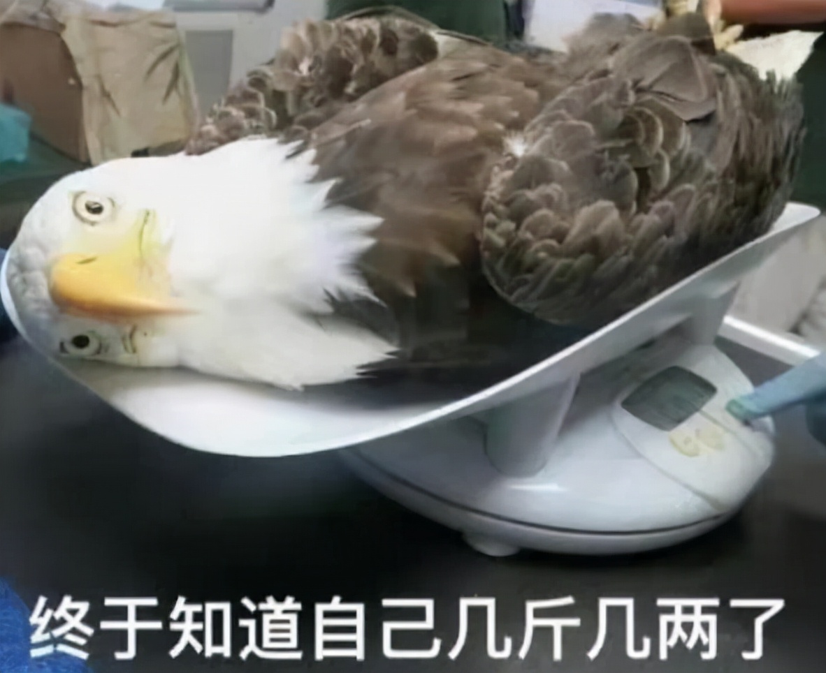 论00后的辞职信,00后扎心辞职信