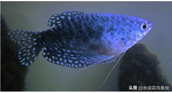 十大适合懒人养的中大型热带鱼,新手比较容易养哪些好看的热带鱼