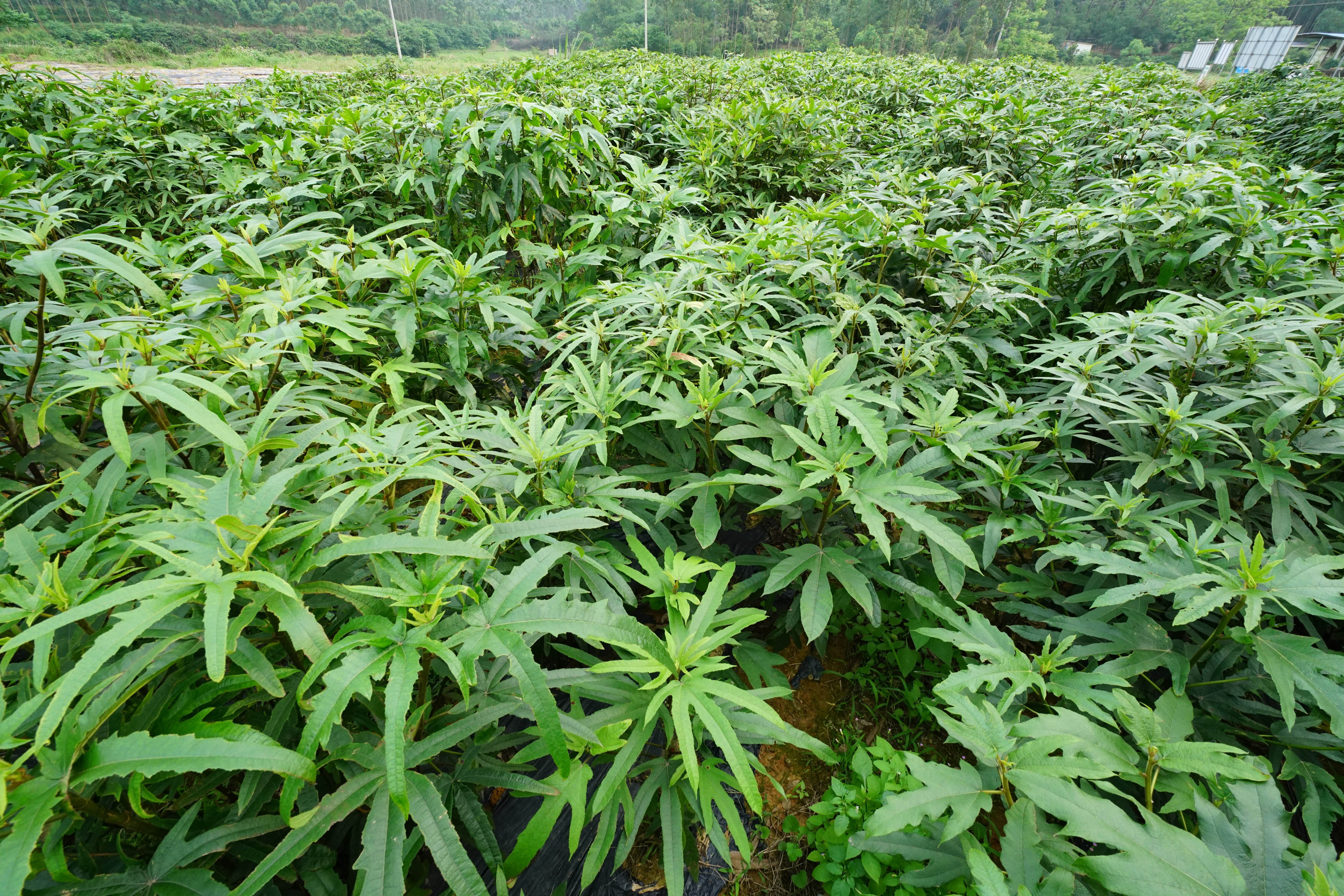 广西钦州有没有野生五指毛桃,广西种植五指毛桃致富