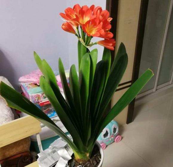 君子兰开花叶子油亮,君子兰如何养护可以每年开花2次