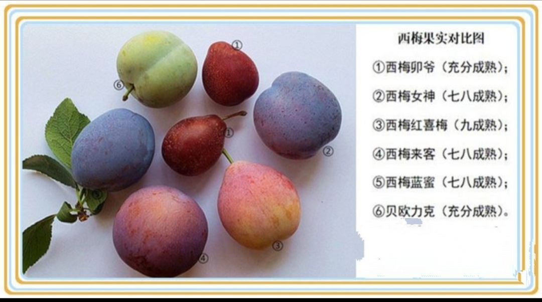 盆栽西梅种植方法全过程,加州西梅的种植秘密你了解多少