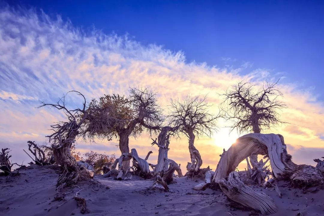 额济纳胡杨林自驾游详细攻略,宝鸡自驾往额济纳胡杨林攻略
