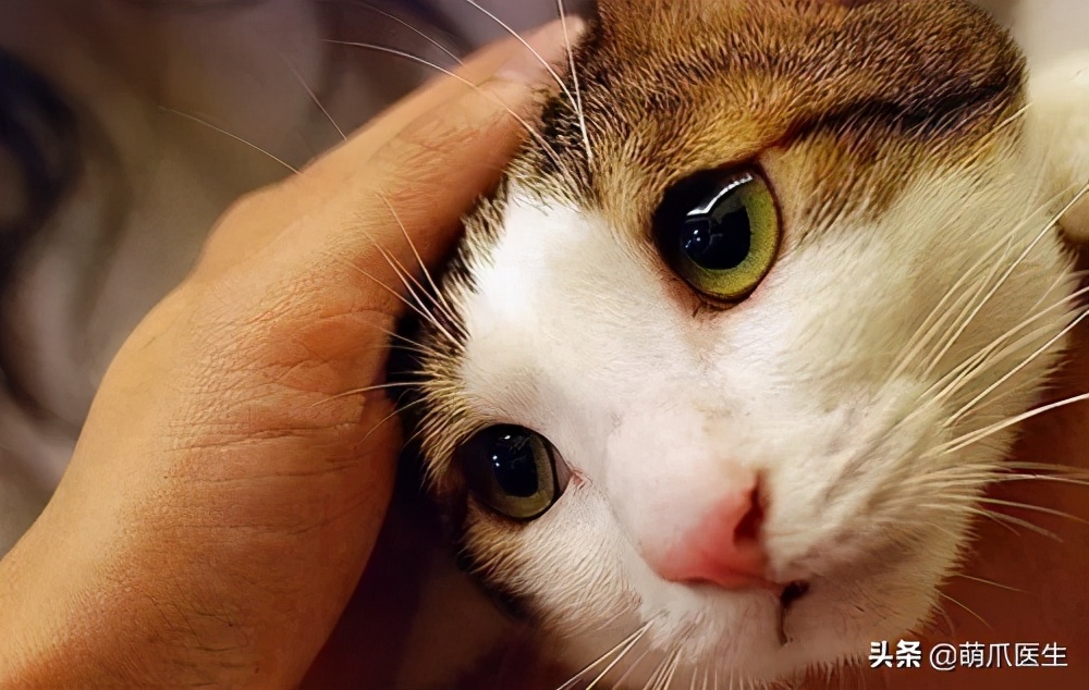 猫咪晕车吐了怎么办,猫咪晕车后呕吐了怎么办