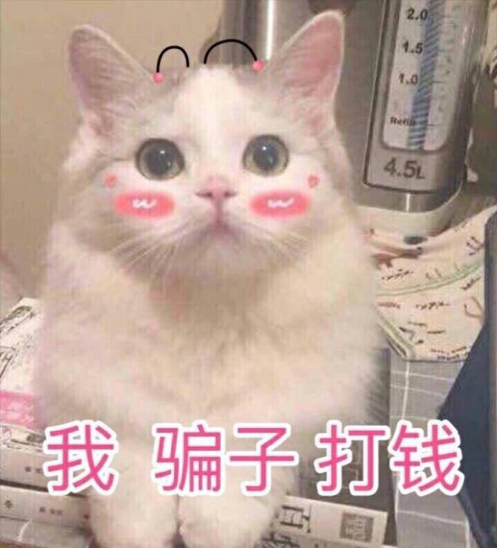 揭秘那些养猫谣言是真的吗,养猫的十大迷惑行为