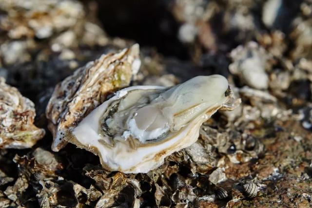 乳山生蚝也许是性价比最高的生蚝,正宗乳山生蚝上市了来尝鲜