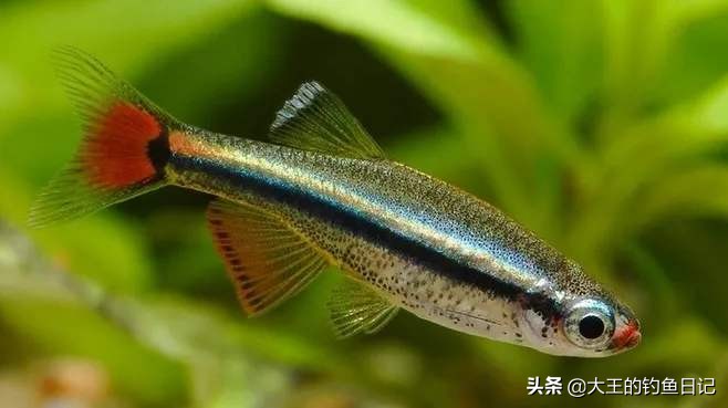 中华鳖保护动物,鳖是国家一级保护动物么