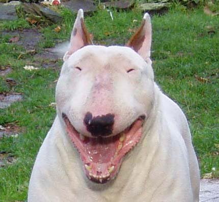 长相俊美的牛头梗,怪异牛头梗