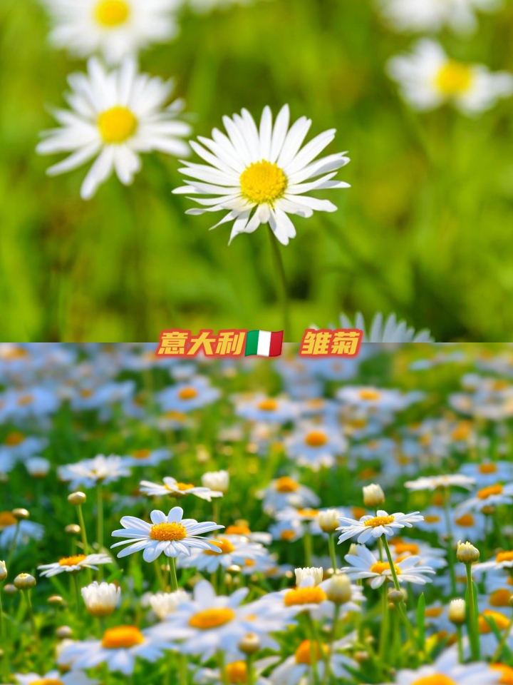 世界各国国花大全图片及名称,世界各国国花大全及图片