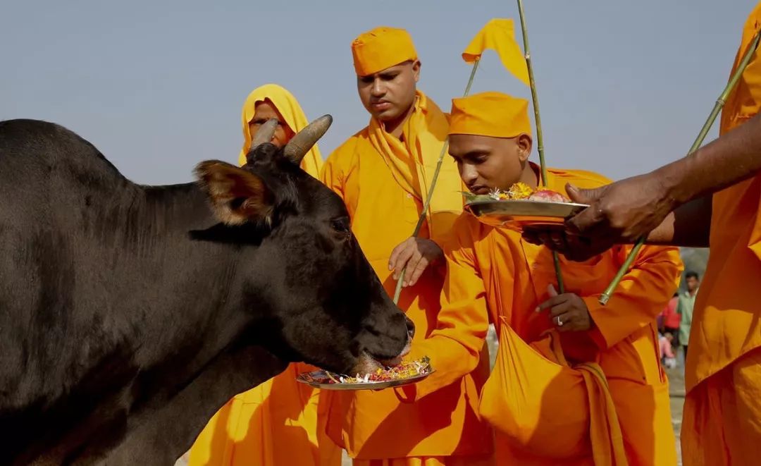 印度的牛现在泛滥成灾,印度牛泛滥成灾已达到3亿头