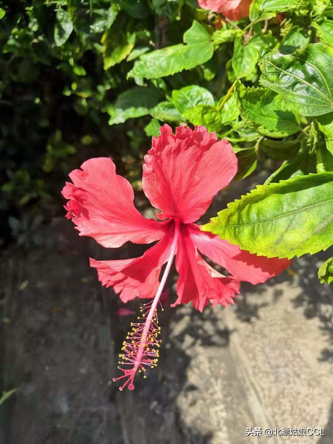 甘坑客家小镇小众却不失情调,甘坑客家小镇夜里几点关门