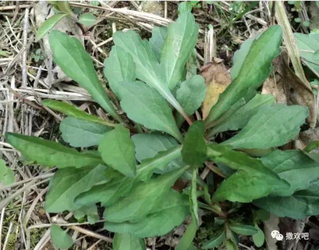 武穴又到挖野菜的时候了，江边好多人都在挖野菜，你吃了吗？