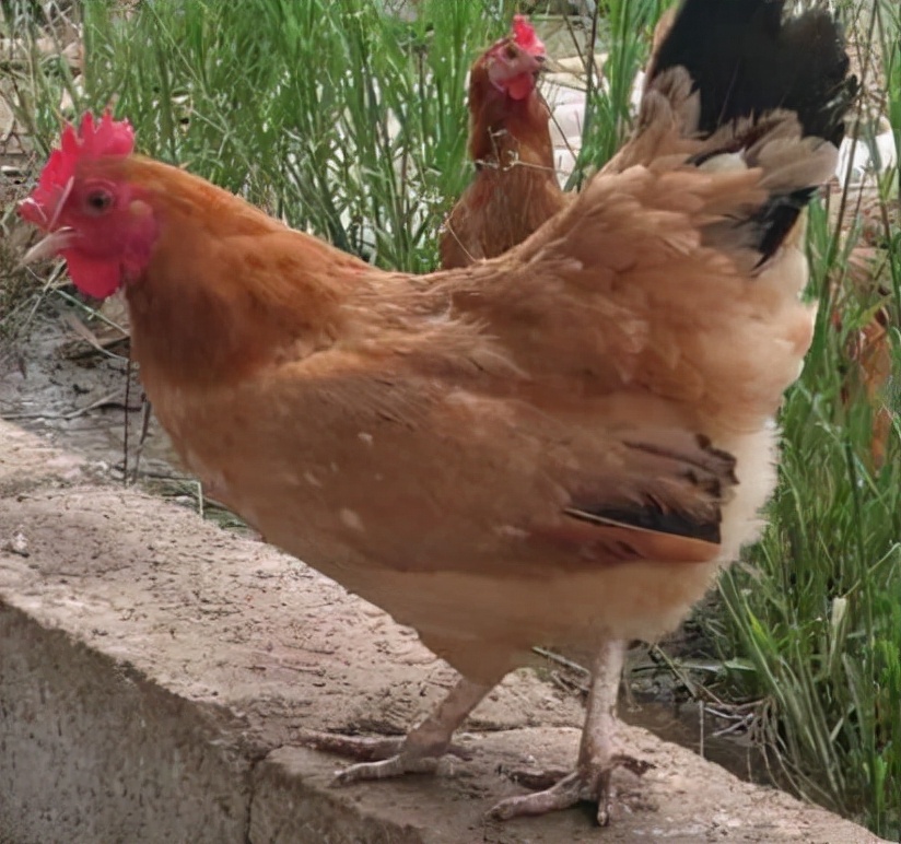 中国名鸡品种介绍,中国名鸡分布图