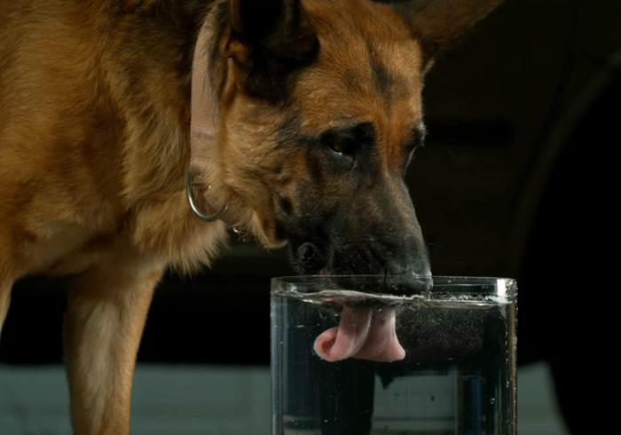 狗狗噎住了什么症状,狗狗噎着了是什么症状表现