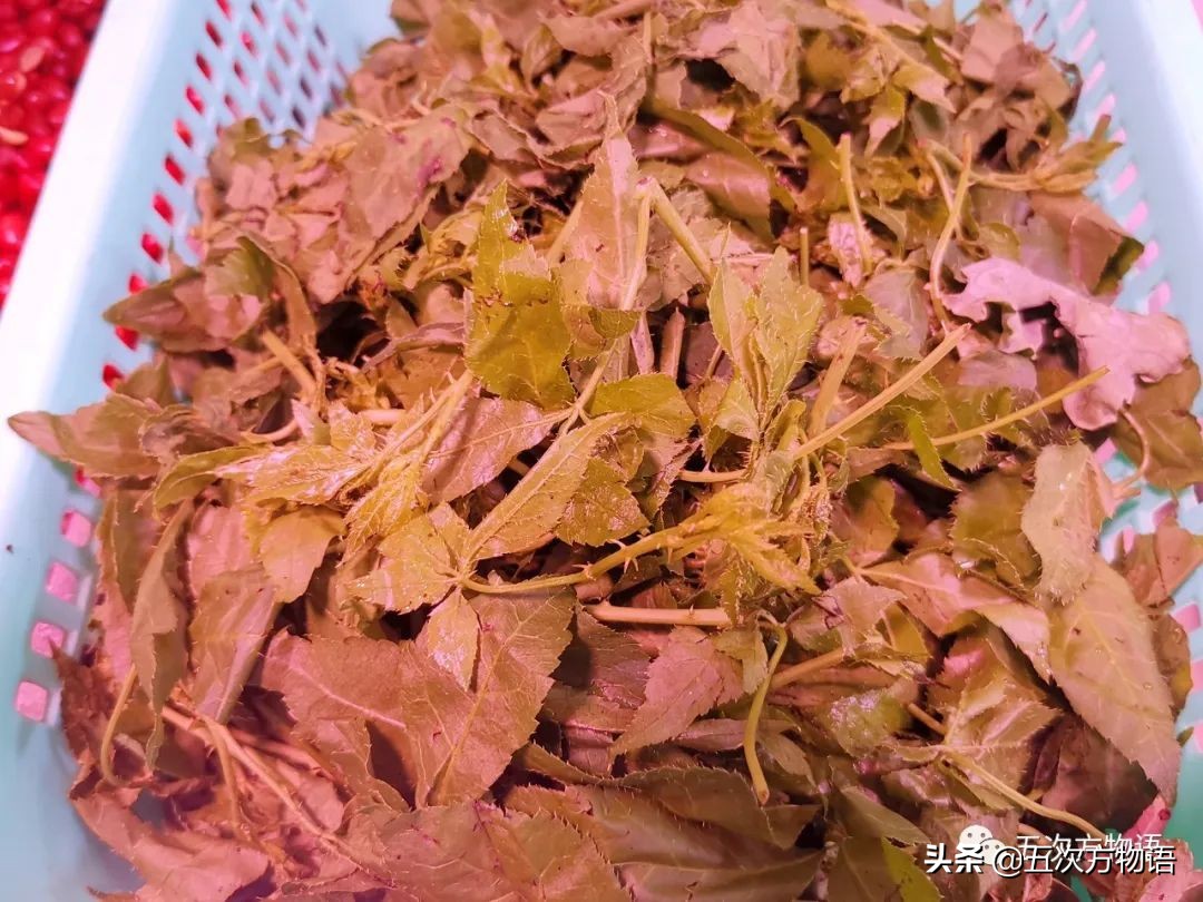 云南野菜刺五加是热的还是凉的,云南味道和刺五加类似的野菜