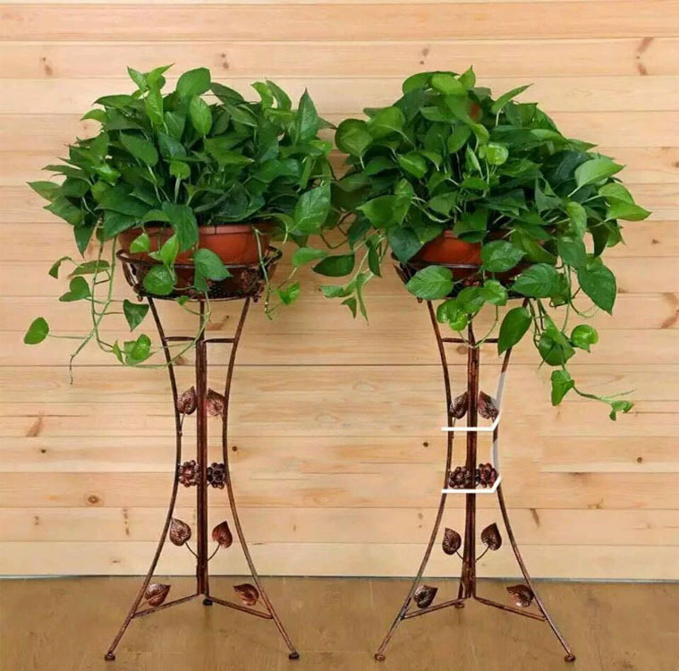 关于养绿萝植物的资料,比绿萝好养又喜阴的植物