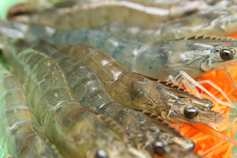 鲜虾不能用水煮？那是方法不对！正确的步骤应该这样