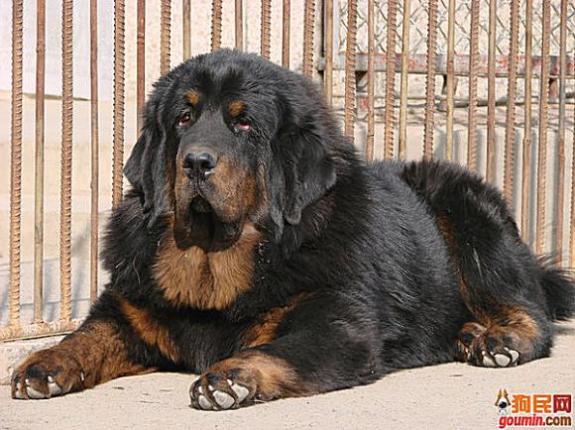 鐙楃嫍澶у叏鍙埍,鍙埍鐨勫皬鐙楃嫍閫佺粰鐖辩嫍浜哄＋