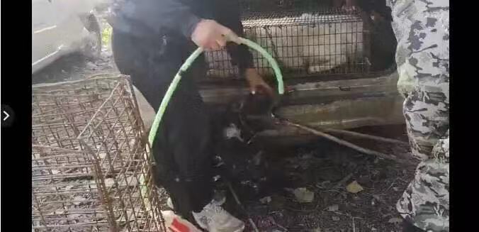 太残忍！掰开嘴插水管，给狗灌水只为多赚30元狗肉钱